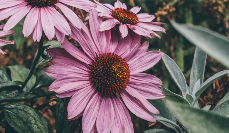 Echinacea poteší imunitu a zdravie dýchacích ciest