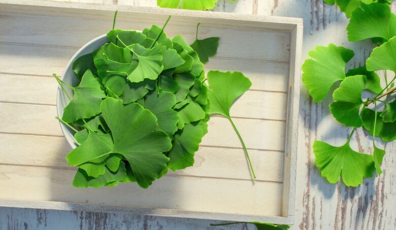 Ginkgo biloba pomáha na pamäť a prekrvenie už tisícky rokov. Strom odolal aj radiácii