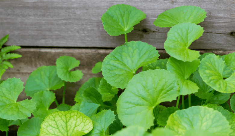 Nenápadná gotu kola podporuje mozgovú činnosť i lepšie prekrvenie