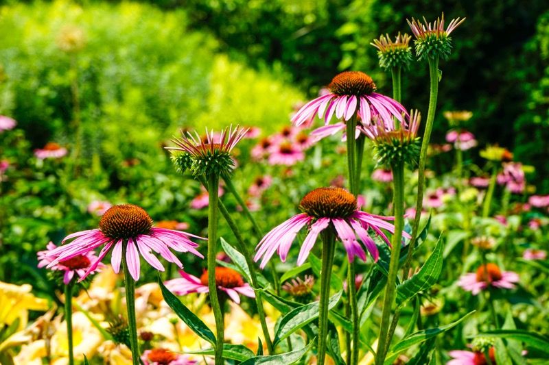 Echinacea - kvety na lúke