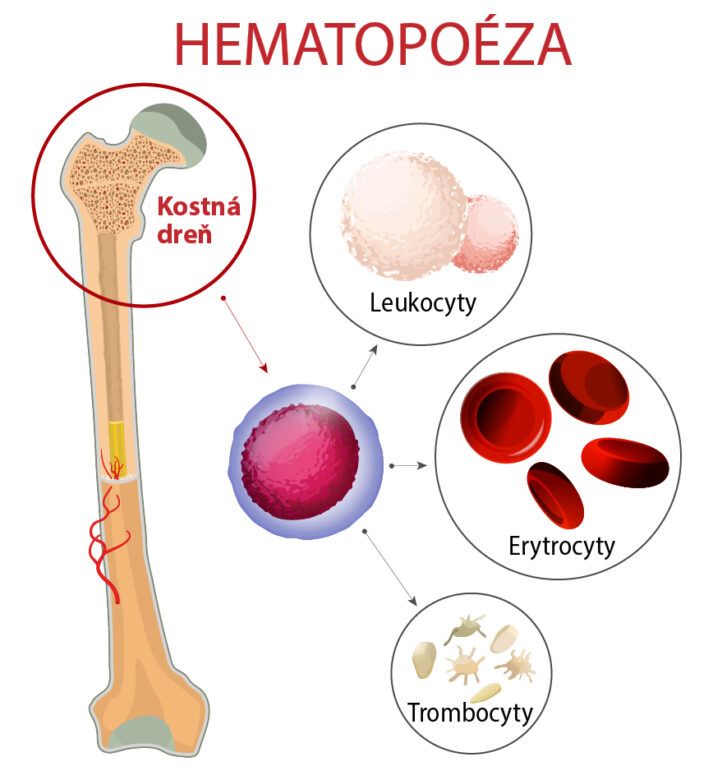 Infografika zobrazuje hematopoézu čiže krvotvorbu, ktorá závisí od kostnej drene, kde sa tvoria erytrocyty, trombocyty a leukocyty.