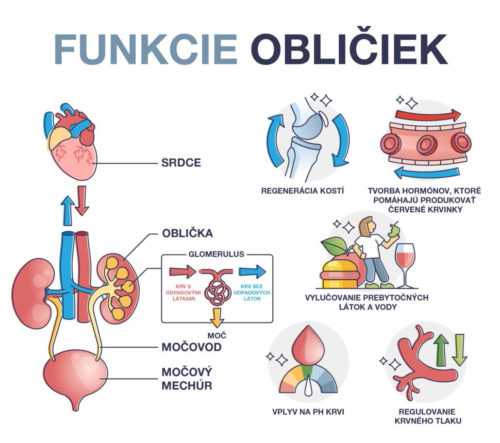 Opis filtrovania odpadových látok obličkami a funkcie obličiek ako: regenerácia kostí, tvorba hormónov, vylučovanie prebytočných látok, regulovanie krvného tlaku.