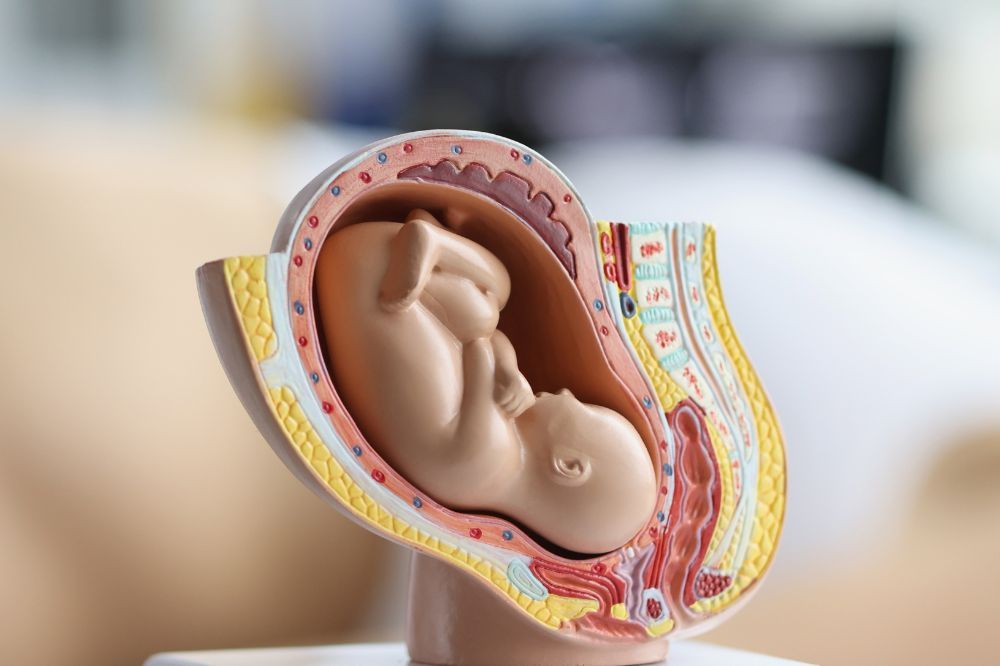 Model maternice a placenty s dieťaťom.