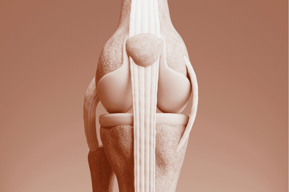 Anatomický 3D model kolenného kĺbu spredu, znázorňujúci kosti, jabĺčko a väzy kolena, ktoré sa môžu poraniť.