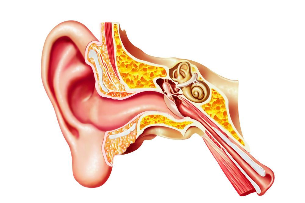 Obrázok zobrazuje vnútorné ucho, pretože choroby vnútorného ucha sú najčastejšou príčinou vertiga.