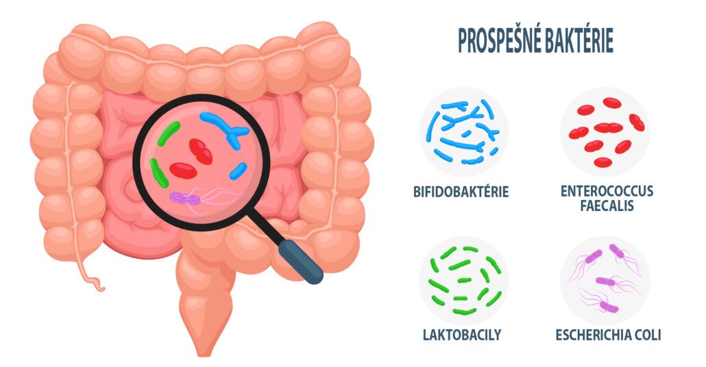Infografika, ktorá zobrazuje črevá a lupu, ktorá ukazuje, že sa v nich nachádzajú prospešné baktérie ako laktobacily alebo bifidobaktérie.