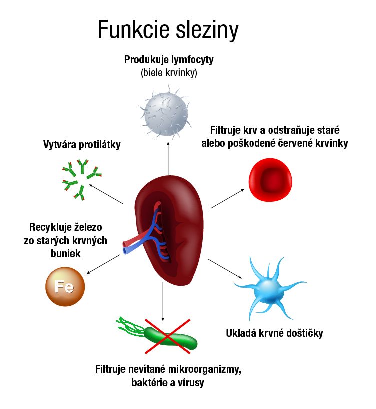 Infografika zobrazujúca funkcie sleziny: produkuje lymfocyty, filtruje krv, vytvára protilátky, ukladá krvné doštičky, filtruje patogény, recykluje železo.