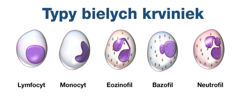 Typy bielych krviniek - Lymfocyt, Monocyt, Eozinofil, Bazofil, Neutrofil.
