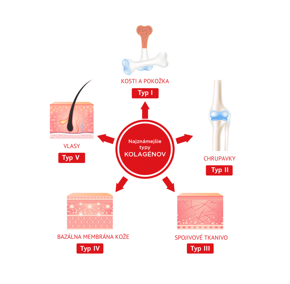 Infografika o 5 najznámejších typoch kolagénov, ktoré sa nachádzajú v chrupavkách, kostiach a pokožke, spojivovom tkanive, vlasoch či bazálnej membráne kože.