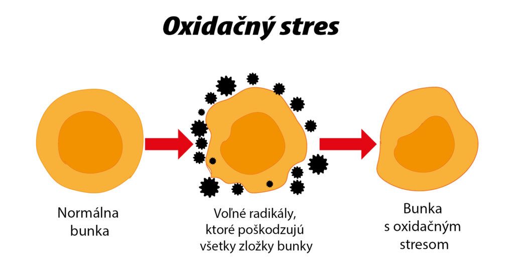 Vysvetlenie ako postihuje oxidačný stres bunky - normálna bunka, voľné radikály, bunka s oxidačným stresom.