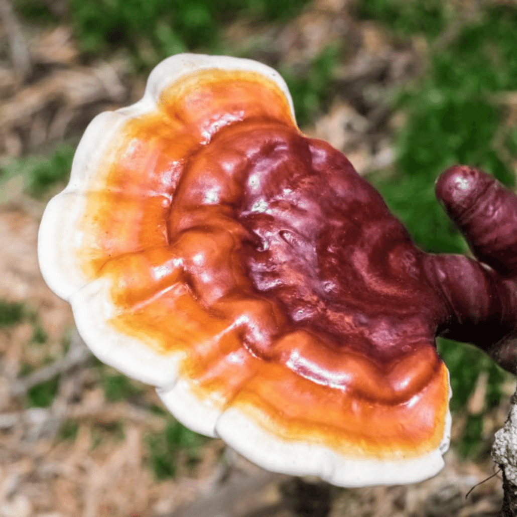 Z dreva rastie bielo oranžovo červená huba reishi, ktorá má pozitívne účinky pri manažmente vysokého tlaku a cholesterolu, ochorení pečene, astmy.