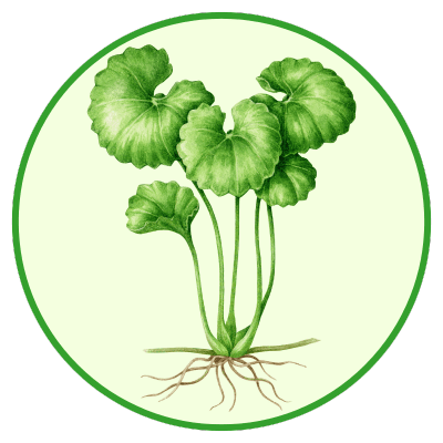 Cemio Ginkgo 40 + Gotu kola - gotu kola