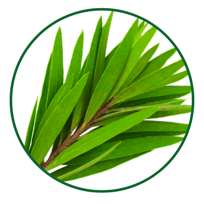 Cemio KOFEIN sampon proti lupinam - ikonka tea tree oil