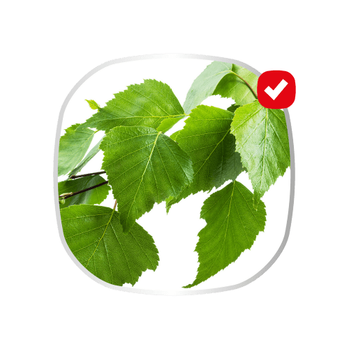 Cemio Odvodnenie & Detox, 60 kapsúl - breza