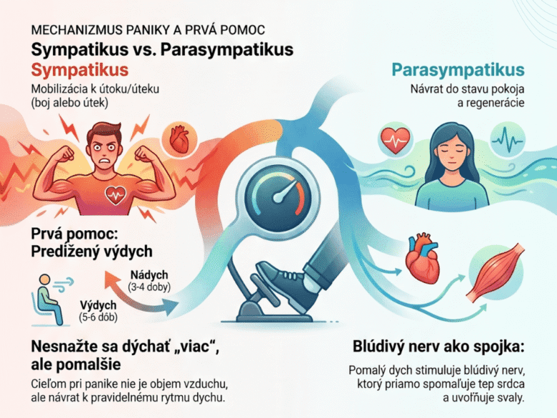 Infografika zobrazuje ako funguje sympatikus a parasympatikus, jeden nabudí nervový systém a druhý ho upokojuje, čo je pri panike potrebné.