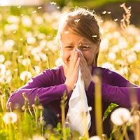 Malé dievča stojí na poli plnom alergénov a kýcha, pretože je alergická a mala by brať orálne probiotiká, ktoré jej môžu pomôcť posilniť slizničnú imunitu.