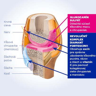 GS Condro Diamant - zlozenie klbu