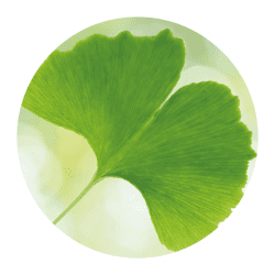 GS Ginkgo - ginkgo biloba