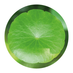 GS Ginkgo  - gotu kola