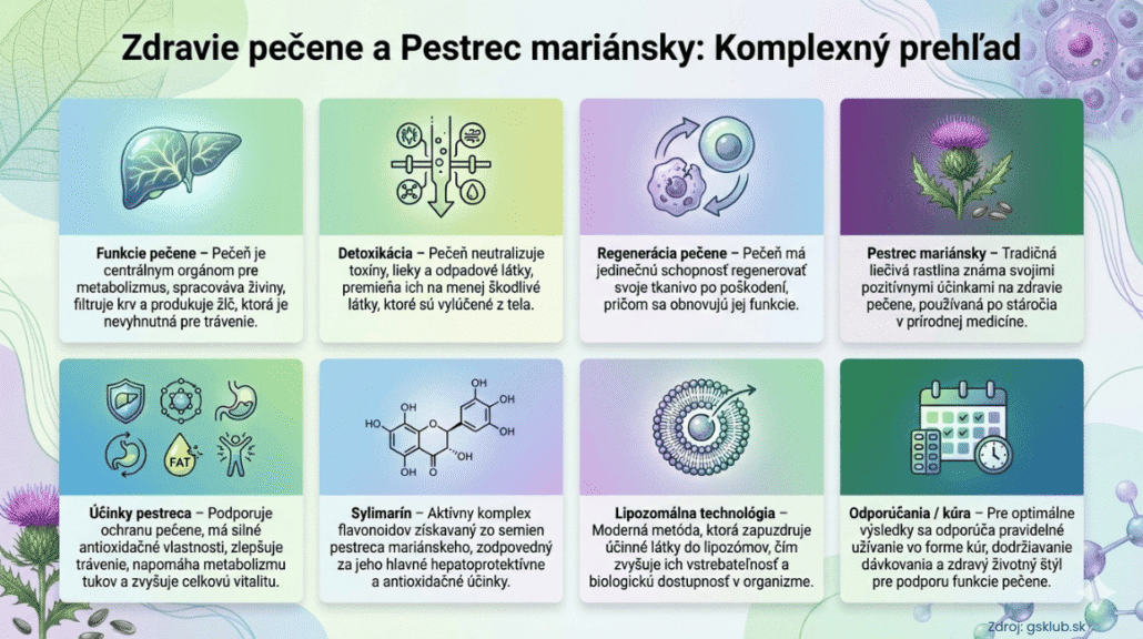 Infografika vysvetľuje kľúčové funkcie pečene, jej detoxikačnú a regeneračnú schopnosť. Ďalej detailne popisuje pozitívne účinky pestreca (ochrana, trávenie, vitalita), účinnú látku sylimarín, výhody lipozomálnej technológie.